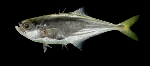 Jack (Oligoplites palometa) — Carangidae — 4
