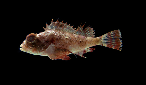 Smoothcheek scorpionfish (Scorpaena isthmensis) — Scorpaenidae — 2