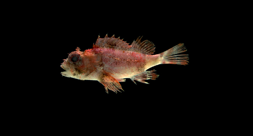 Goosehead scorpionfish (Scorpaena bergii) — Scorpaenidae — 3