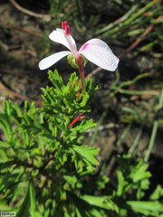 Pelargonium ternatum
