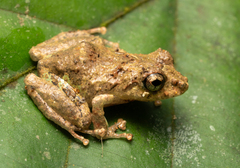 New River Robber Frog photo 1