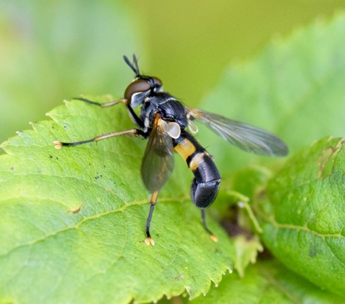 Hemyda aurata photo 2