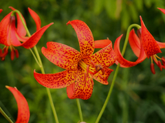 Lilium michiganense