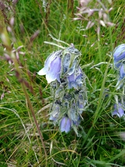 Campanula alpina