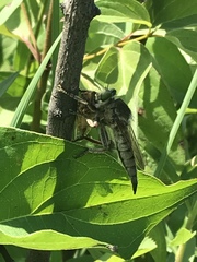 Cicadettana
