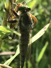 Cicadettana