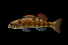 Seagreen Darter photo 4