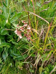 Luzula luzuloides rubella