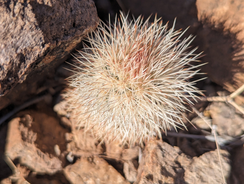 Graybeard Hedgehog Cactus (Echinocereus canus)
