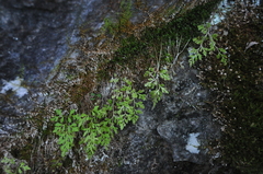 Cryptogramma stelleri