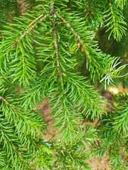 Picea jezoensis jezoensis