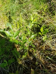 Gentiana rubricaulis