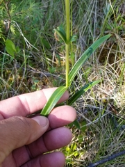 Gentiana rubricaulis