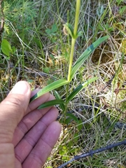 Gentiana rubricaulis