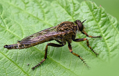 Machimus snowii