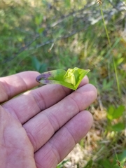 Gentiana rubricaulis