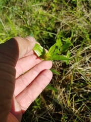 Gentiana rubricaulis
