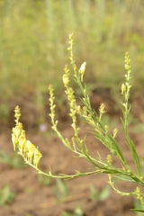 Linaria