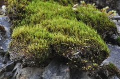 Flexitrichum flexicaule