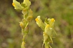 Linaria