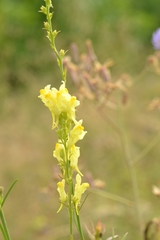 Linaria