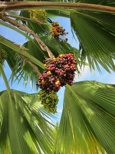 Image of Pritchardia pacifica by (c) nebrooks, some rights reserved (CC BY)
