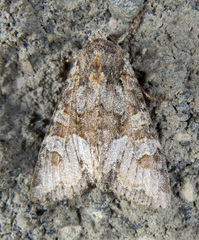 Apamea occidens