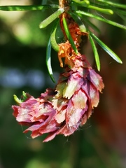 Picea jezoensis jezoensis