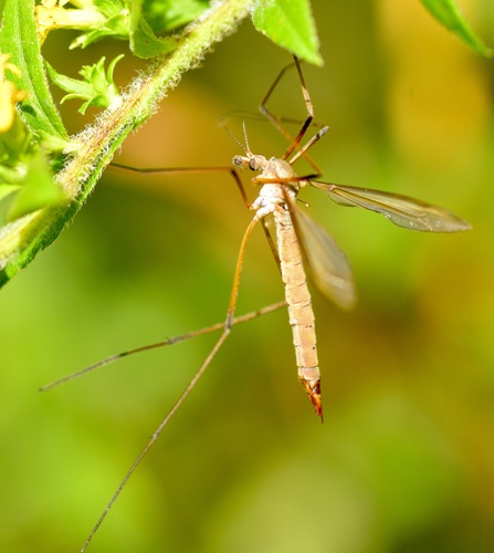 European Crane Fly photo 3