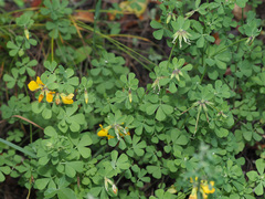 Lotus ornithopodioides