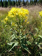Senecio ovatus