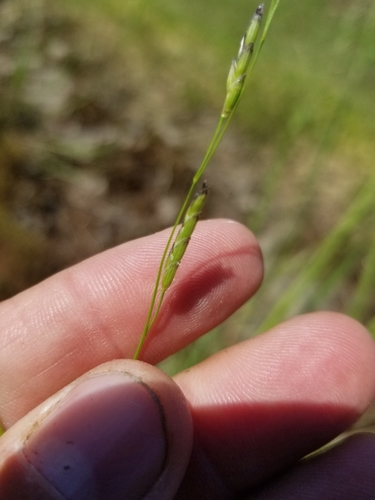 Torreyochloa pallida var. pallida