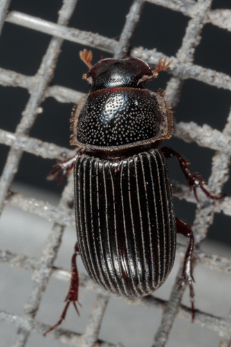 Martineziana dutertrei