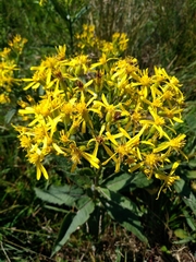 Senecio ovatus