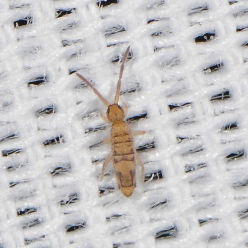 Cosmopolitan Springtail, photo 7 of 9