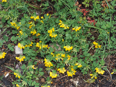 Lotus ornithopodioides