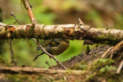 Ixoreus naevius carlottae