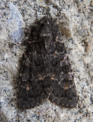 Eurois nigra