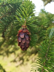 Picea jezoensis jezoensis