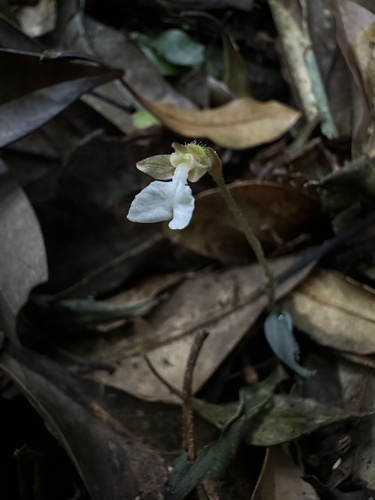 Kuhlhasseltia yakushimensis iNat (1)