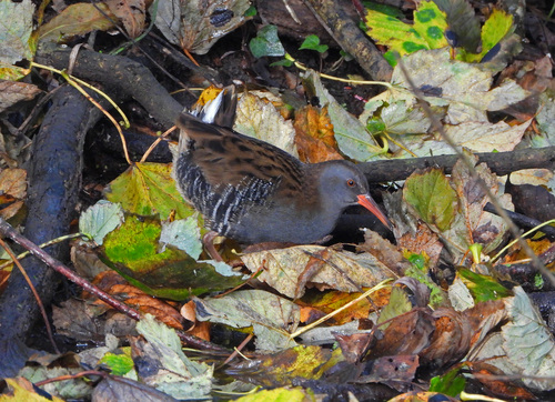 Rascón europeo (Rallus aquaticus)