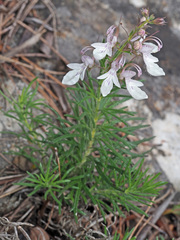 Teucrium pseudochamaepitys
