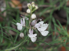 Teucrium pseudochamaepitys