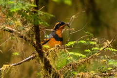 Ixoreus naevius carlottae