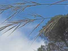 Celtica gigantea