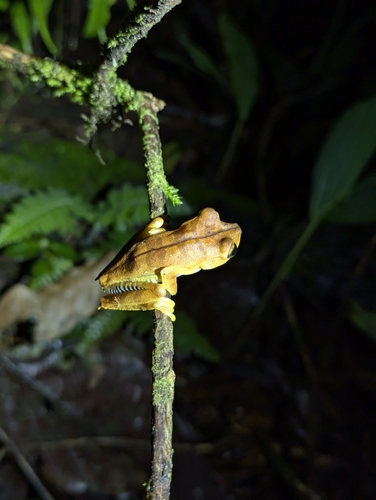 Almendariz's Treefrog, Boana almendarizae