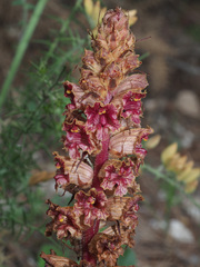 Orobanche