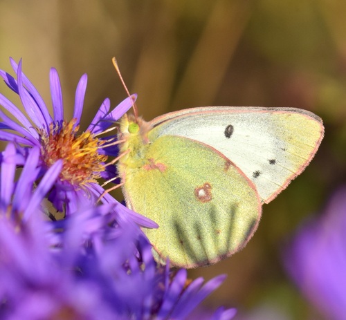 Clouded sulphur
