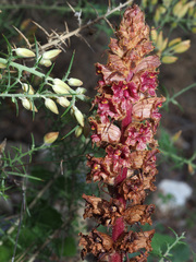 Orobanche