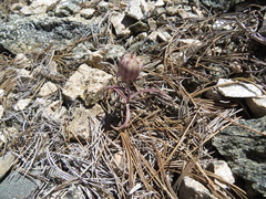 Fritillaria pinetorum